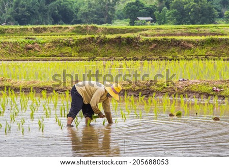 farmer in the field,rice seedling transplanting in Thailand