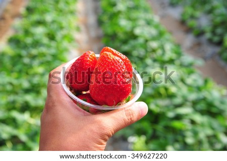 Close up shot Hand pick a branch of strawberry with planting strawberry background