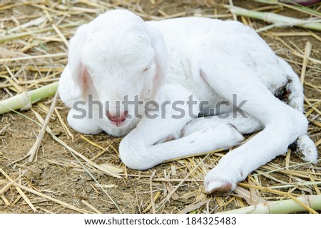 White lamb sitting on the ground