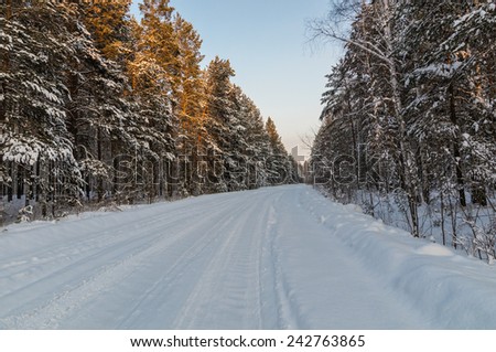 Winter road to pine wood, Russia, Ural Mountains