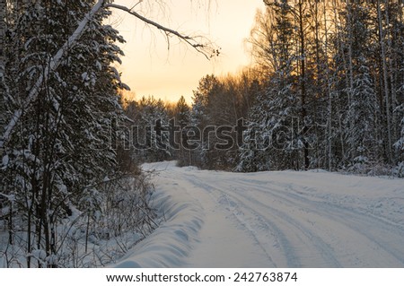 Winter road to pine wood, Russia, Ural Mountains