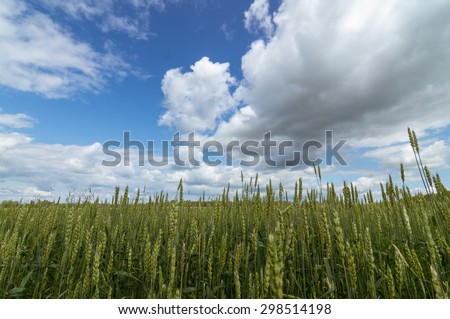 Rural field with a rye, Russia, Ural Mountains