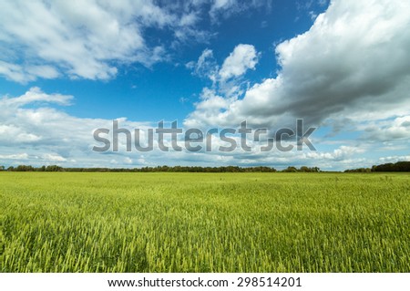 Rural field with a rye, Russia, Ural Mountains
