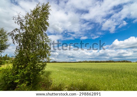 Rural field with a rye crop, Russia, Ural Mountains
