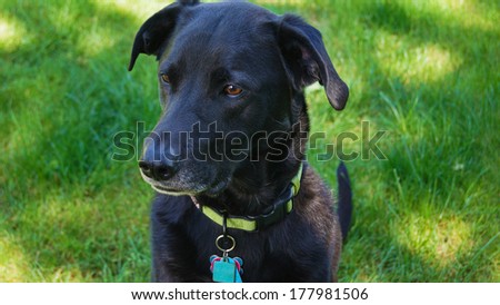 Black lab dog resting in the grass