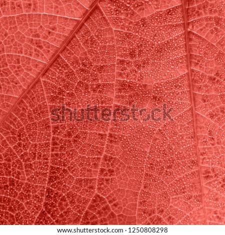 Living Coral leaf texture with small drops and tiny veins