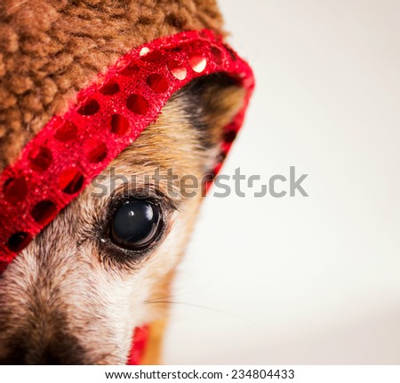 chihuahua in a sequin cap looking into the frame (shallow depth of field)