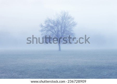 stand alone tree with early morning fog with neutralized color hues