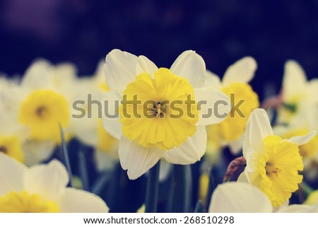 close up of yellow and white isolated daffodil with a retro instagram filter (shallow depth of field)