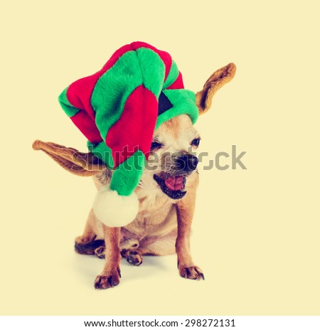 isolated chihuahua sitting with santa hat with retro instagram filter (shallow depth of field)