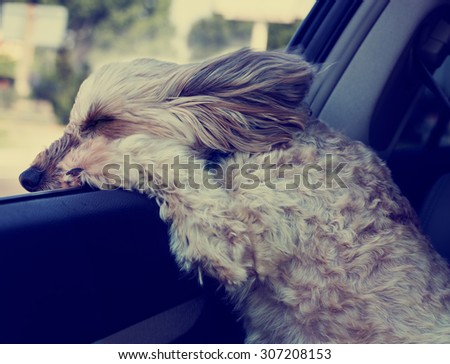 dog hanging out a car window while driving with fur blowing in the wind and eyes squinting with a shallow depth of field and a retro instagram filter