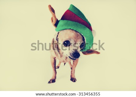 chihuahua wearing a santa hat with a toned retro instagram filter with a shallow depth of field
