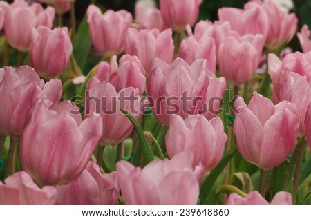 It is Pink tulip for pattern.