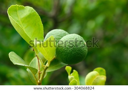 It is Kaffir lime and leaves for pattern.