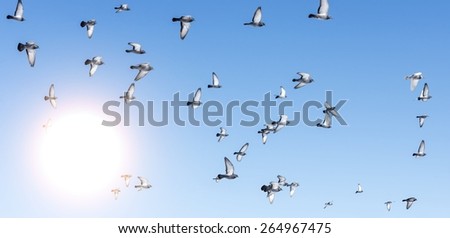 Flock of birds in sky on sunny day