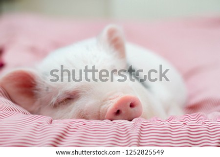 cute pig sleeps on a striped blanket. Christmas pig