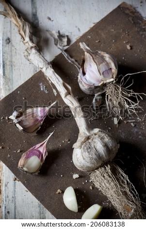 freshly harvested bulb and clove of garlic with roots on rustic backgroun