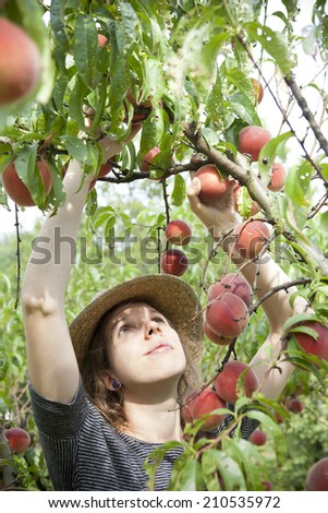 young pretty farmer woman with straw hat who gathers peaches from tree with arms raised