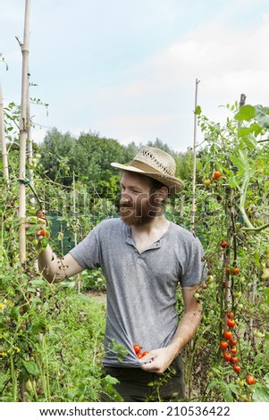 young hipster bearded smiling boy farmer who gathers tomatoes from cherry tomatoes plants with straw hat