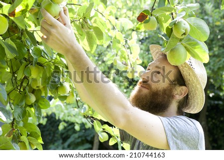smiling man grandfather farmer who gathers pears from tree with straw hat and basket full of pears