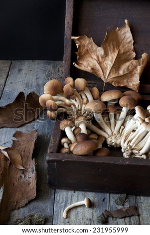 fresh picked mushrooms on old wooden box on rustic table with autumnal dry leafs and tree bark