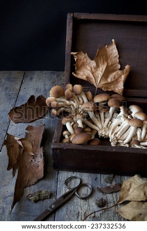 fresh picked mushrooms on old wooden box on rustic table with scissor, leafs and tree bark