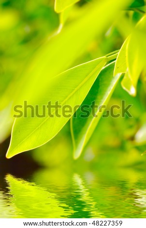 closeup picture of rich foliage