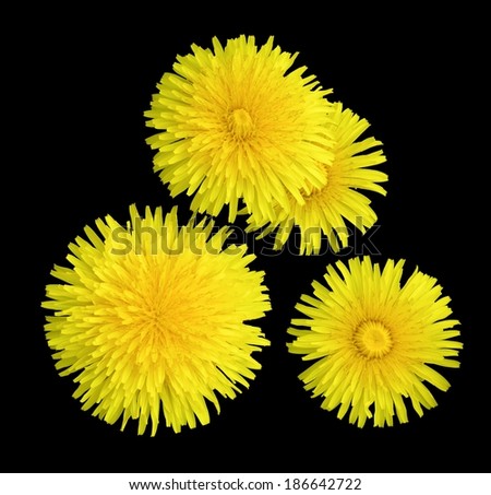 Isolated yellow dandelions on black background with alpha channel