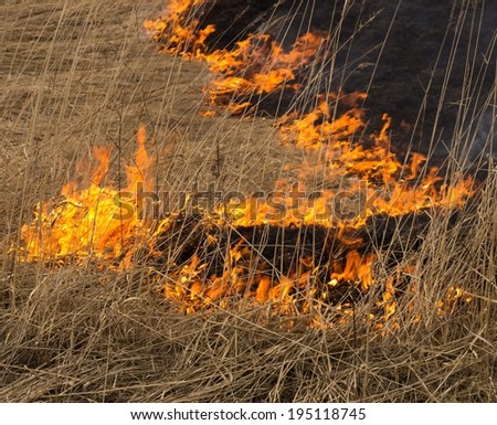 Blaze of fire in a fire at a field. Burning dry grass.