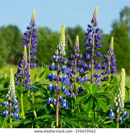 Blue and purple lupine flowers blooming on spring field on sky background. Wild flowers