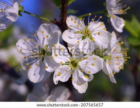 Gentle white flowers plum blossoms blooming in the spring garden on background of blue sky