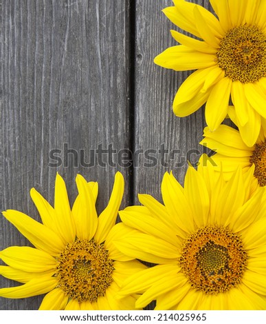Isolated yellow sunflowers on the background of the old rustic wood planks