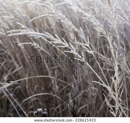 Dry grass in hoarfrost early morning in the rays of the rising sun the beginning of winter