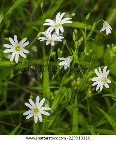 Small white gentle wild flowers on a background of green grass