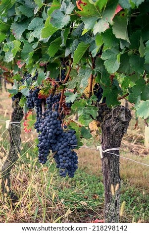 Ripe grapes on the vine ready to be harvested