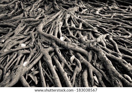 the root of banyan tree, the tropical plant