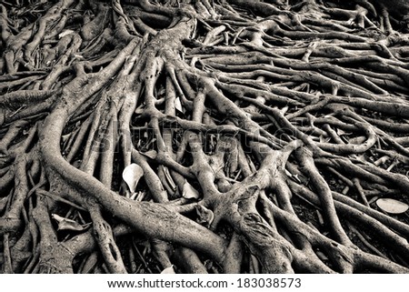 the root of banyan tree, the tropical plant