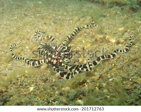 Mimic octopus (Thaumoctopus mimicus) in Anilao Phillipines