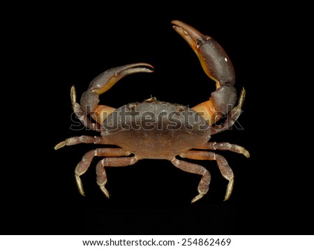 Xanthid crab ob black background, ( Epixanthus frontalis )