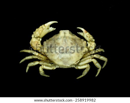 Crab on black background