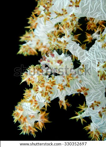 Candy crab sitting on soft coral, they can cut polyp of softcoral and paste it on body. used to hide form predators