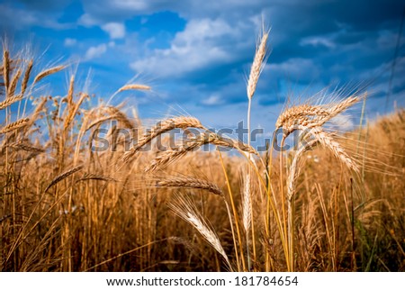 Golden barley ears against blue, dramatic sky.