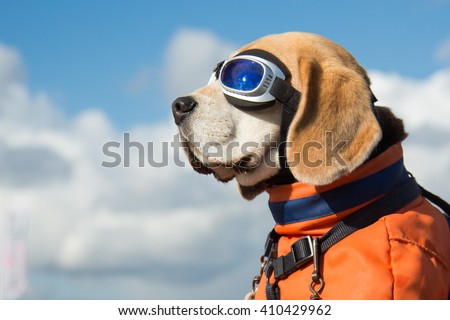 Beagle dog wearing blue flying glasses or goggles, sitting in a bicycle basket on a sunny day