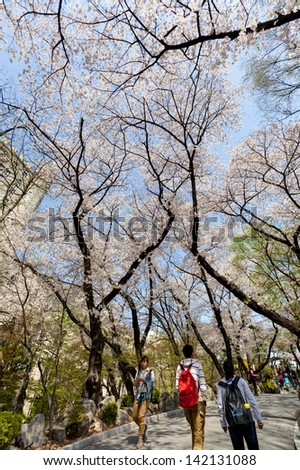 SEOUL, KOREA-APRIL 18: Students are walking at campus street which is lined with cherry trees of full blossoms in Kyung Hee University on April 18, 2013 in Seoul, Korea.