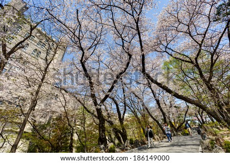 SEOUL, KOREA-APRIL 18: Students are walking at the campus street which is lined with cherry trees of full blossoms in Kyung Hee University on April 18, 2013 in Seoul, Korea.