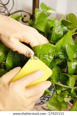 gardening, hands taking care of plant, cleaning leaves.
