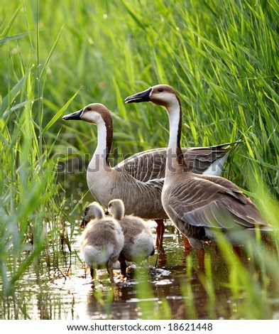 Duck Family Stock Photo 18621448 : Shutterstock