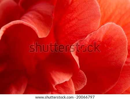 Macro of red hibiscus rosa-sinensis petals.