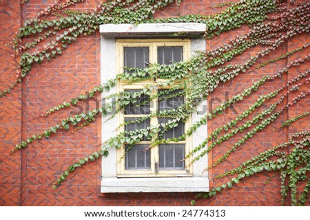 Wall and window covered by green ivy.