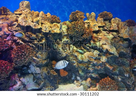 coral fish  under  blue sea